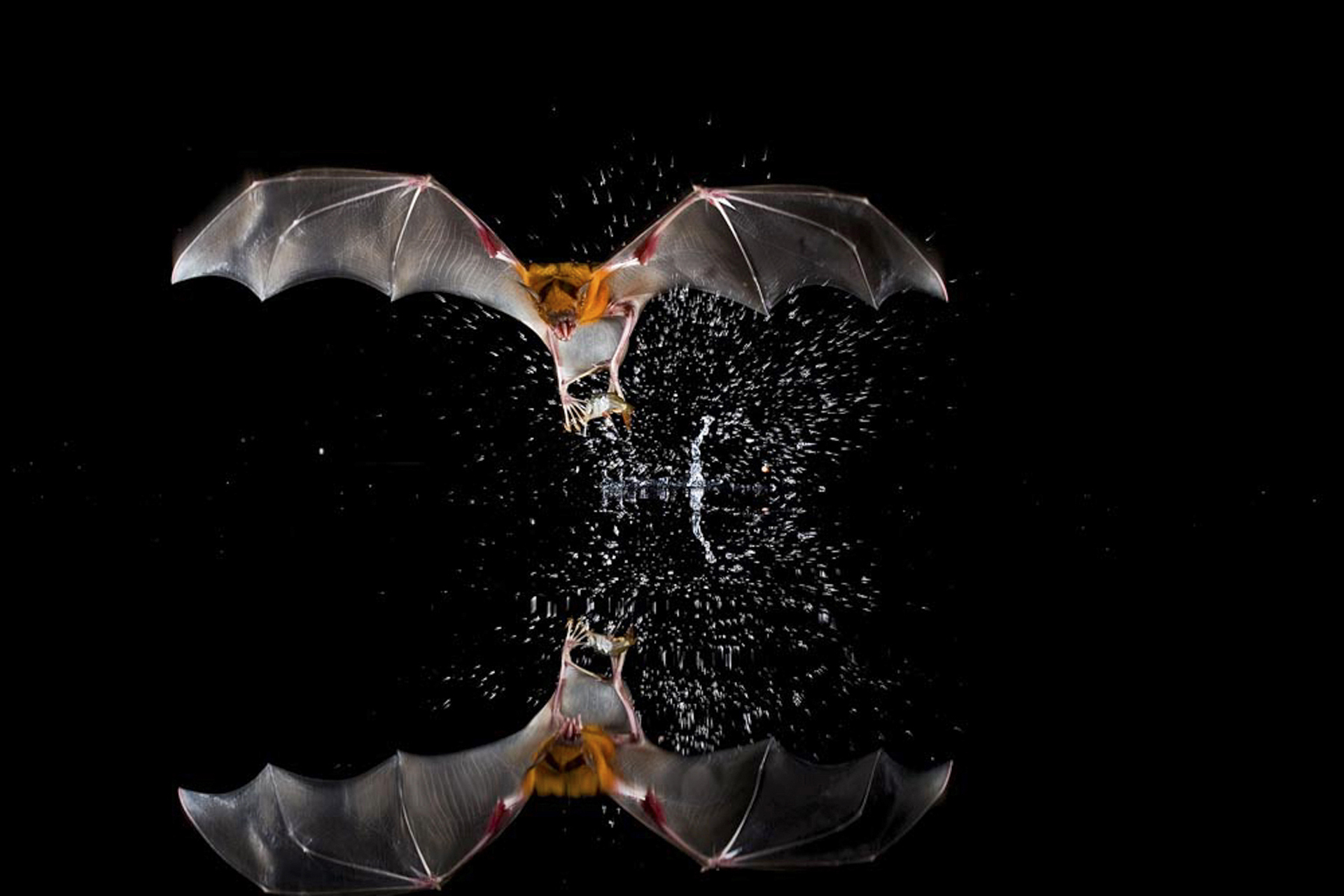 Fledermaus, Mittelamerika