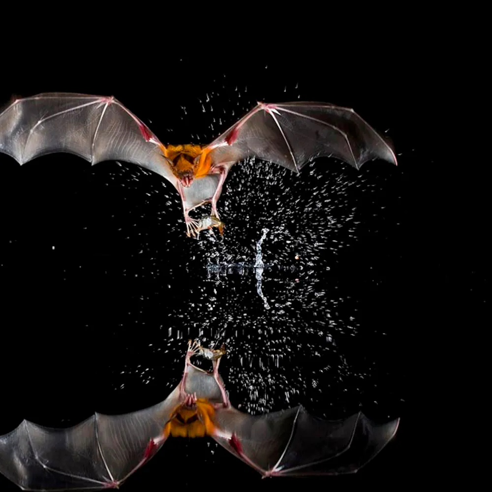 Fledermaus, Mittelamerika | ©MPI für Verhaltensbiologie/Christian Ziegler Fledermaus, Mittelamerika