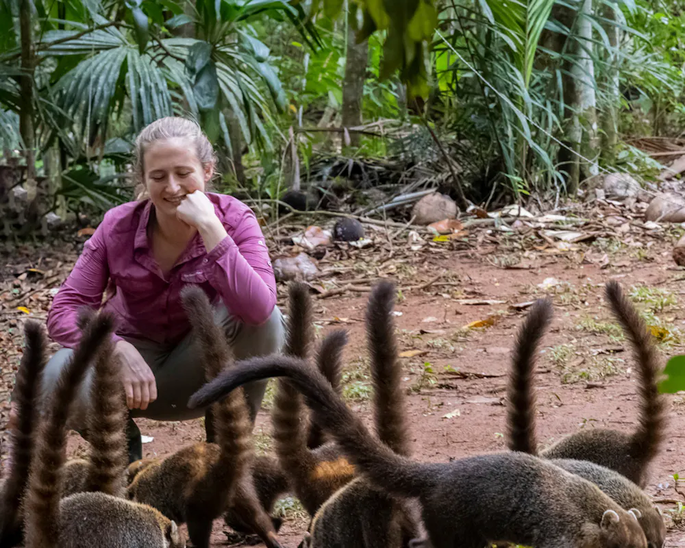 Ein Nasenbär ernährt sich von Palmfrüchten in einem Sekundärwald in Panama. Landlebende Säugetiere verbreiten die meisten Pflanzenarten in den Regenwäldern Süd- und Mittelamerikas. | ©MPI für Verhaltensbiologie/Christian Ziegler Emily Grout vom Max-Planck-Institut für Verhaltensbiologie