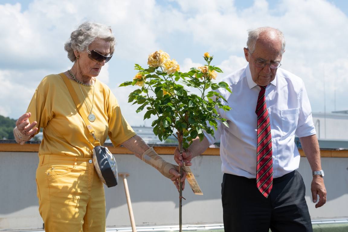 Uta Neuhaus und Reinhard Pöllath beim Pflanzen der Neuhaus-Gedenkrosen für das Apartmenthaus NeuHaus in Göttingen - in der gemeinsamen Farbe des Paares Neuhaus: sonnengelb.