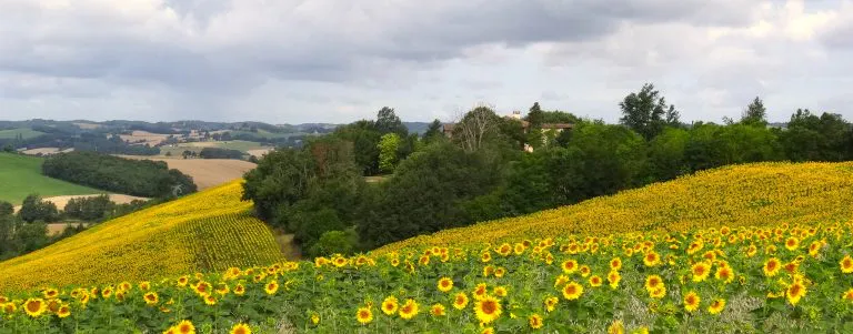 View of fields of sunflowers in the Gers