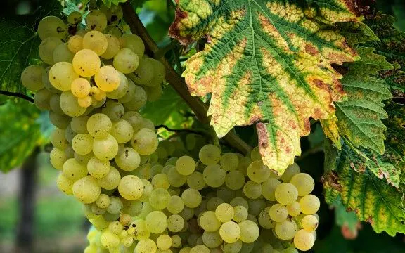 Cognac grape raisins