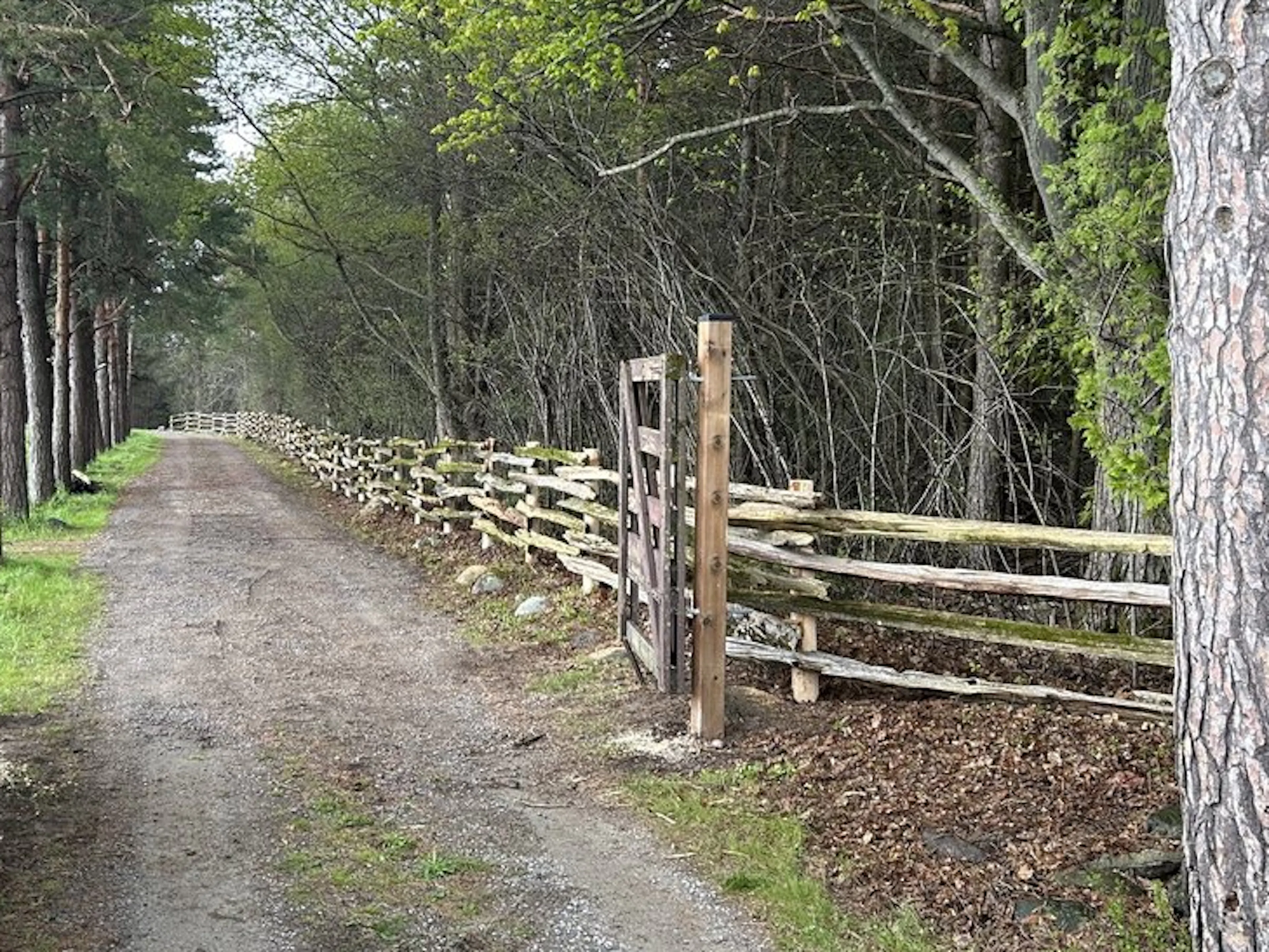 A dirt road lined with a wooden rail fence with a rustic gate at the entrance and trees on a cloudy day.