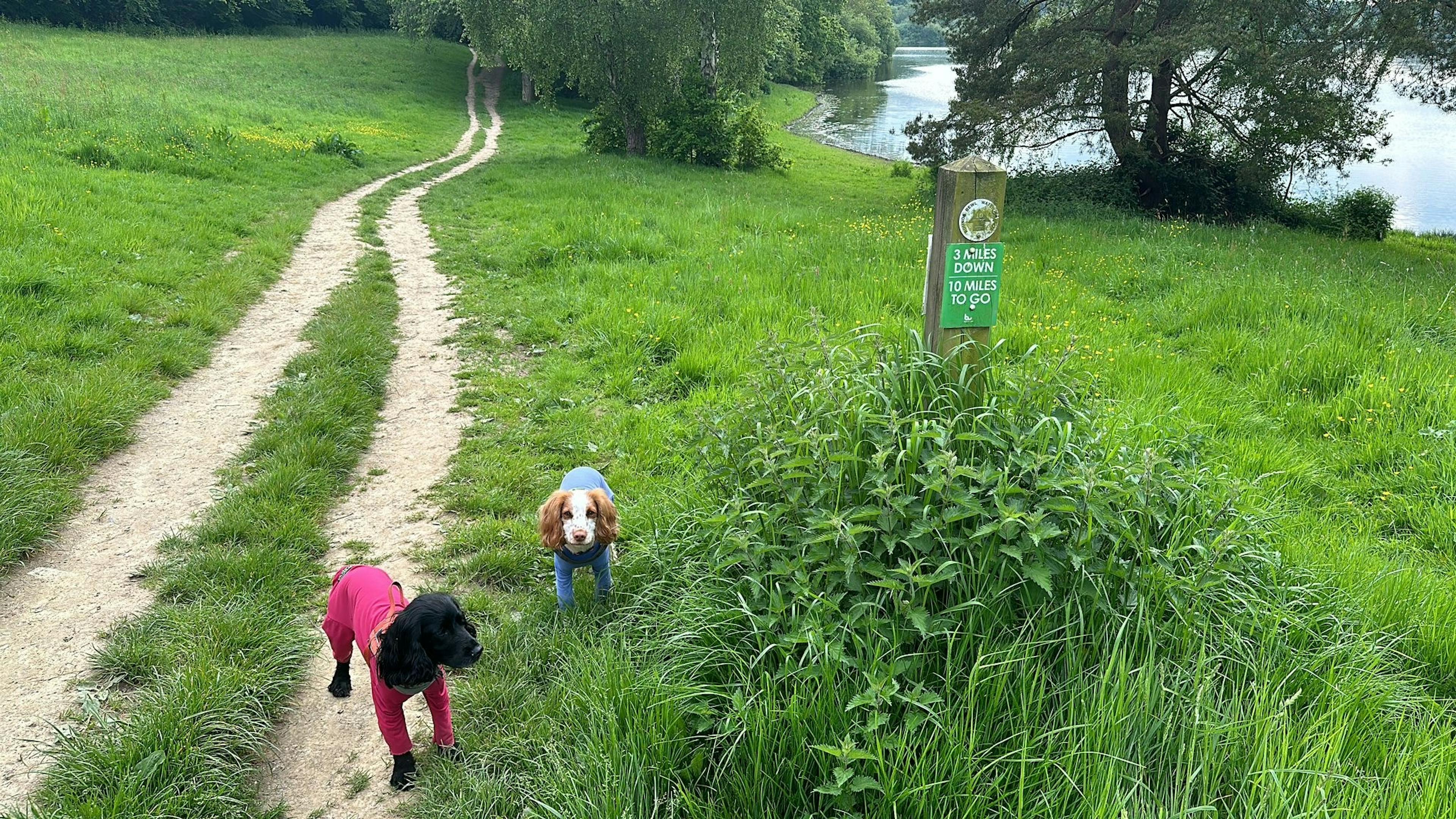 Two dogs on a walk in a field.