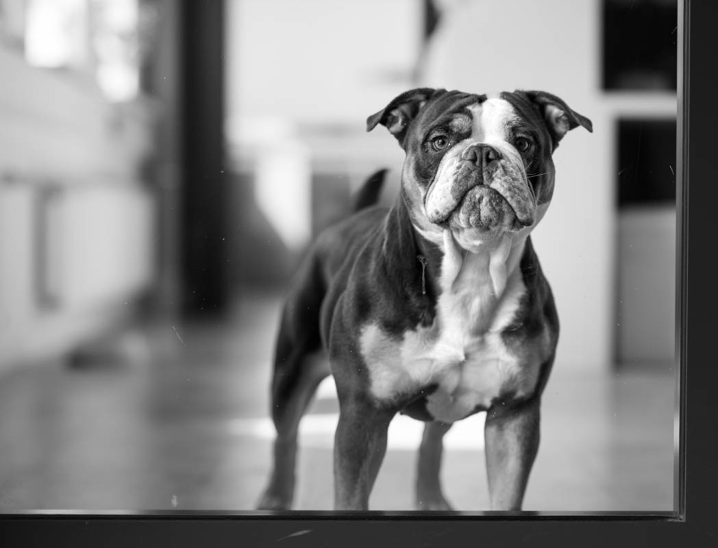 Mel die Bulldogge