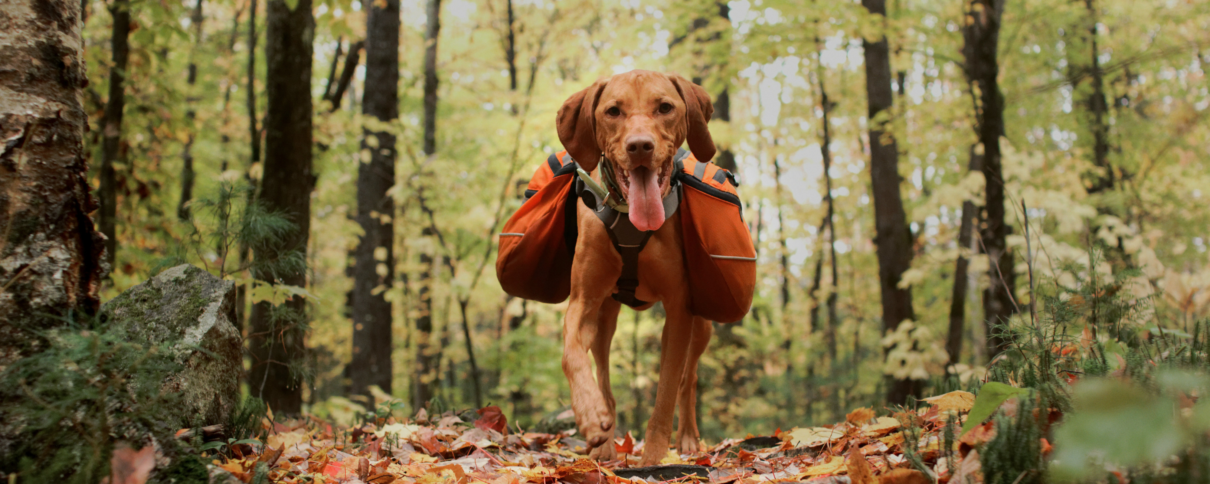 Dog best sale hiking essentials