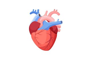 Cum să prevenim apariția bolilor coronariene? - Centrele ARES | Lider in Cardiologie