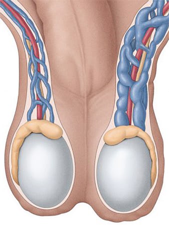 picturile de prevenire a chiloilor varicoza la femeile gravide