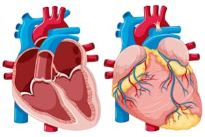 Anatomia și funcționarea inimii: Ghid esențial pentru înțelegerea acestui organ vital