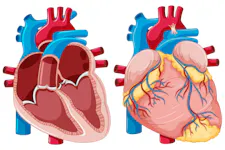 Anatomia si Functionarea Inimii: Ghid Esential pentru Intelegerea ...