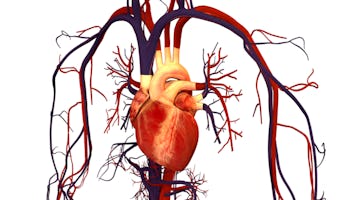 Boala coronariană | Simptome, riscuri și tratament | Centrele Ares