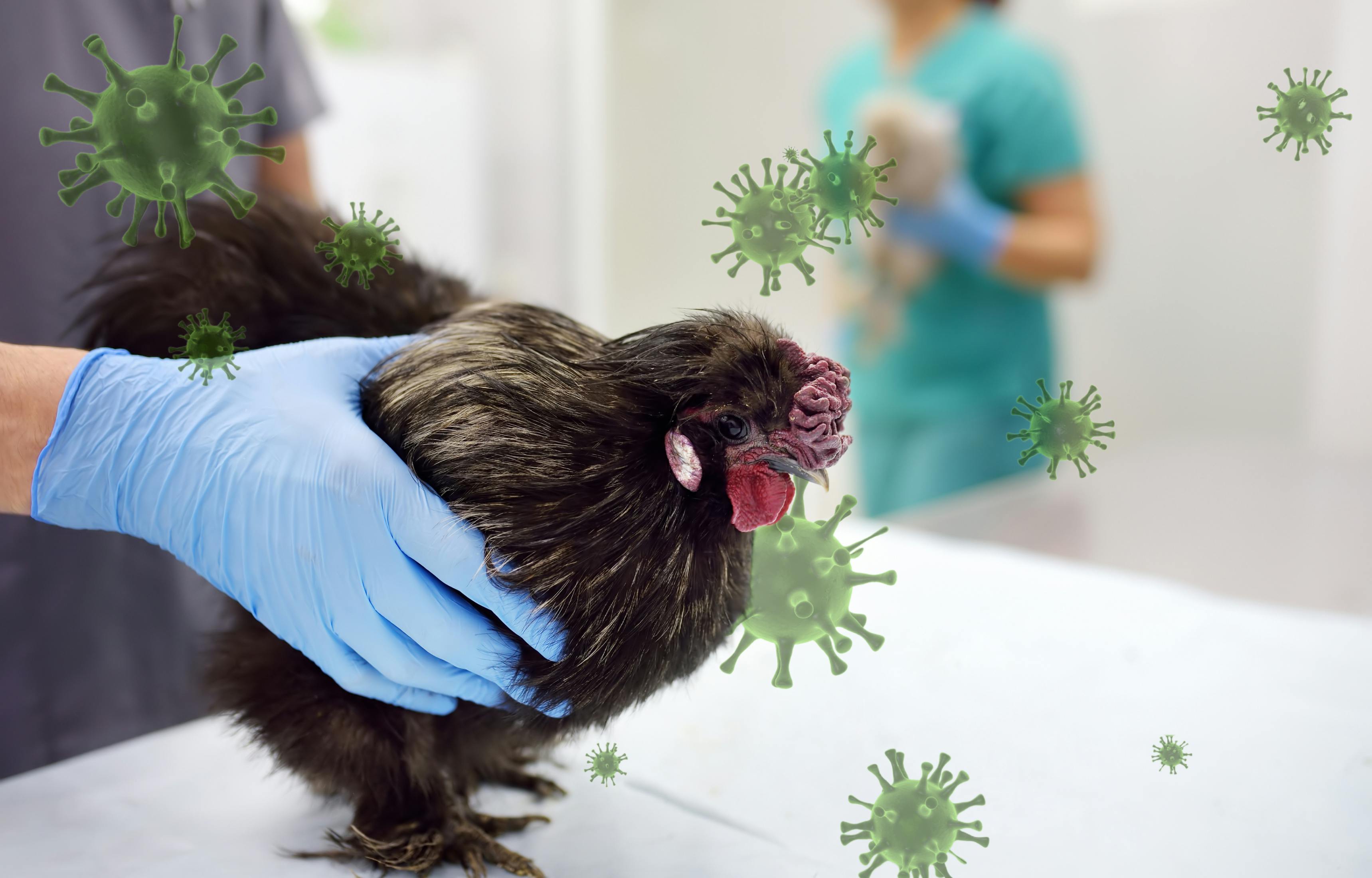 Bird flu biosensor