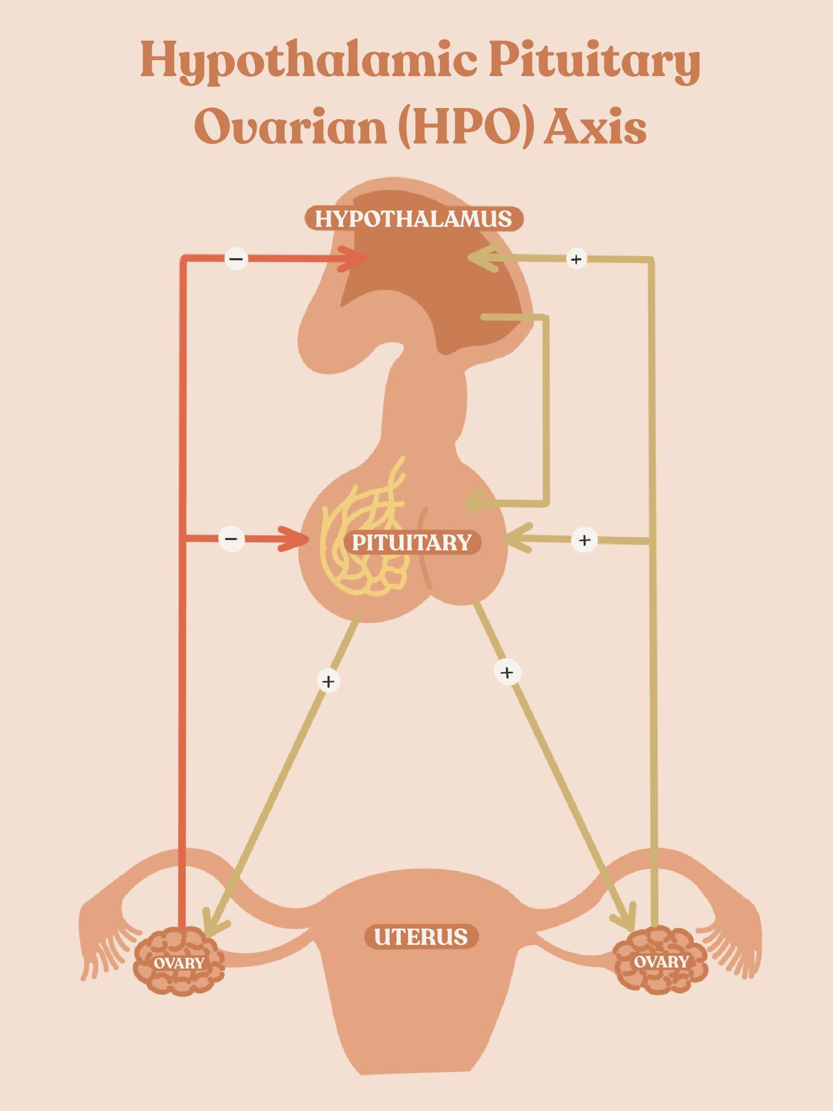 how-to-quit-the-birth-control-pill-medtruth-prescription-drug