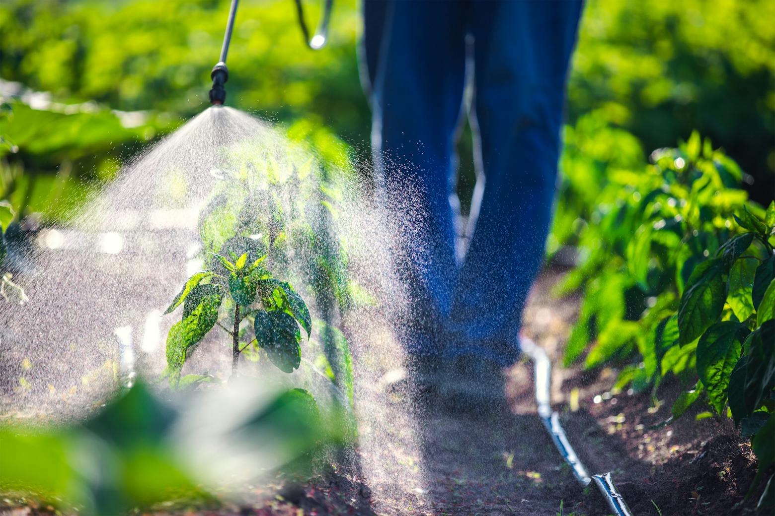 Image of a farmer spraying crops with Roundup representing the EPA report linking glyphosate to cancer.