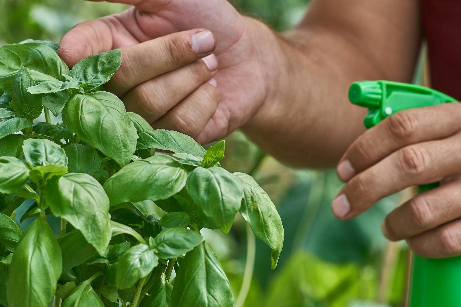 Image of a person spraying basil representing a Roundup judge criticizing proposed false advertising settlement.