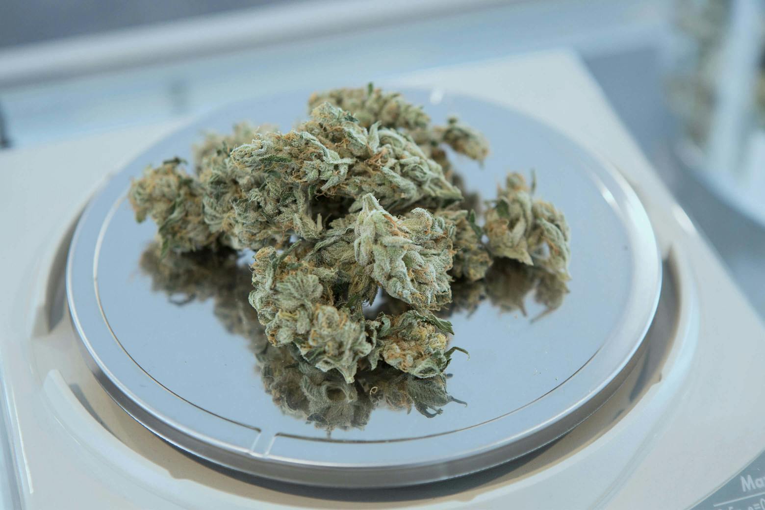 A photo of legal recreational cannabis in California on a scale in a shop.