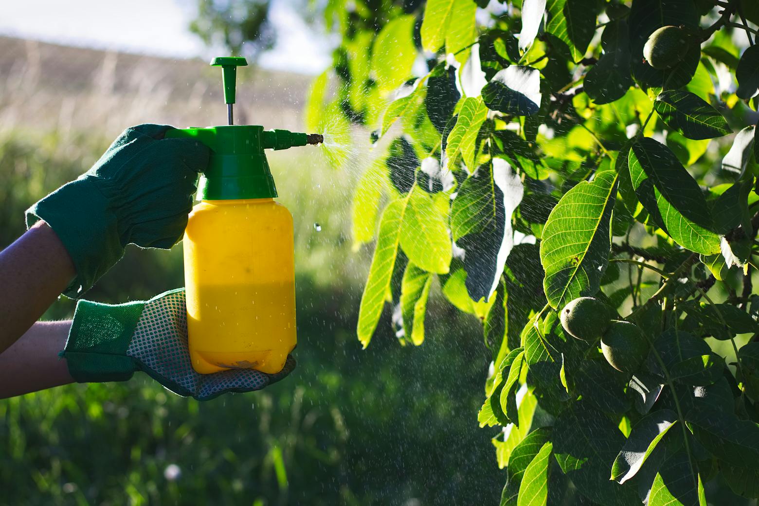 Person spraying tree with Roundup weedkiller representing Bayer petitioning a Roundup case.