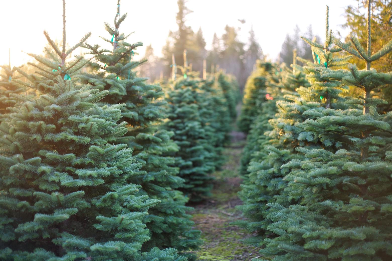 Tree farm representing Mexican national suing over exclusion from Roundup Settlement.