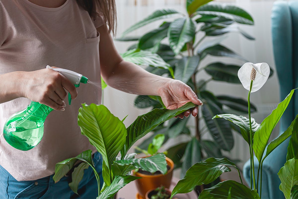 Chronically-Ill Roundup Plaintiff Struggles To Testify | MedTruth