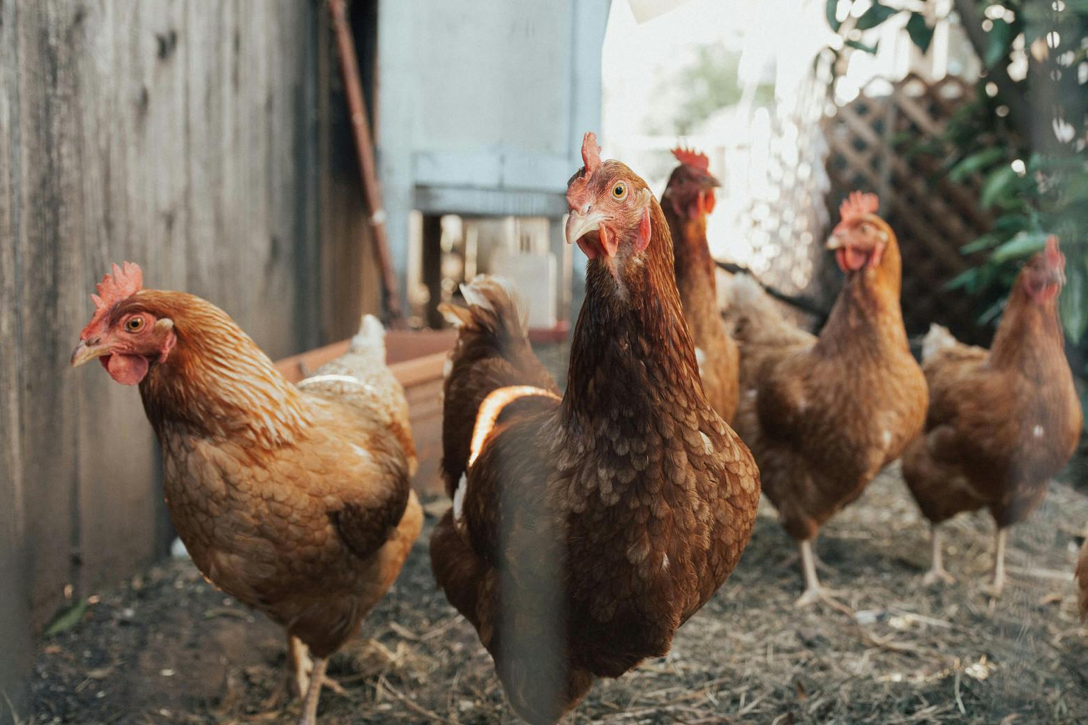 Group of chickens next to a barn representing eating chicken over beef to reduce risk of breast cancer