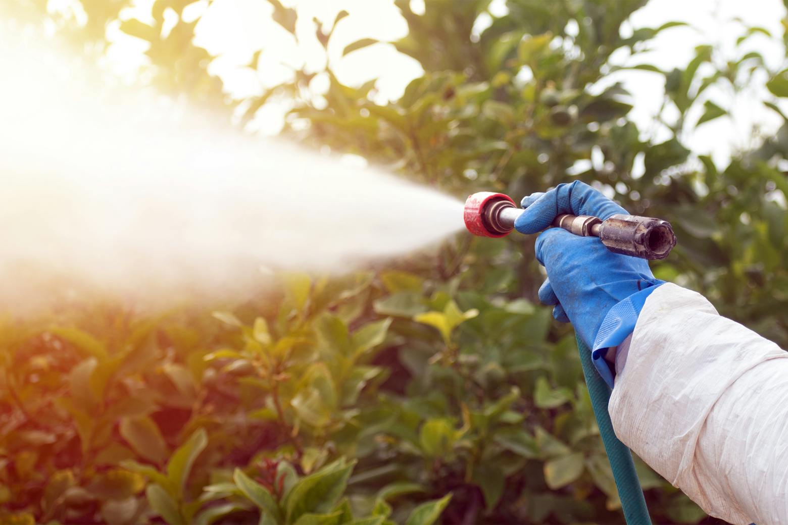 Weedkiller being sprayed on crops representing the former Monsanto CEO testifying in a Roundup cancer trial.