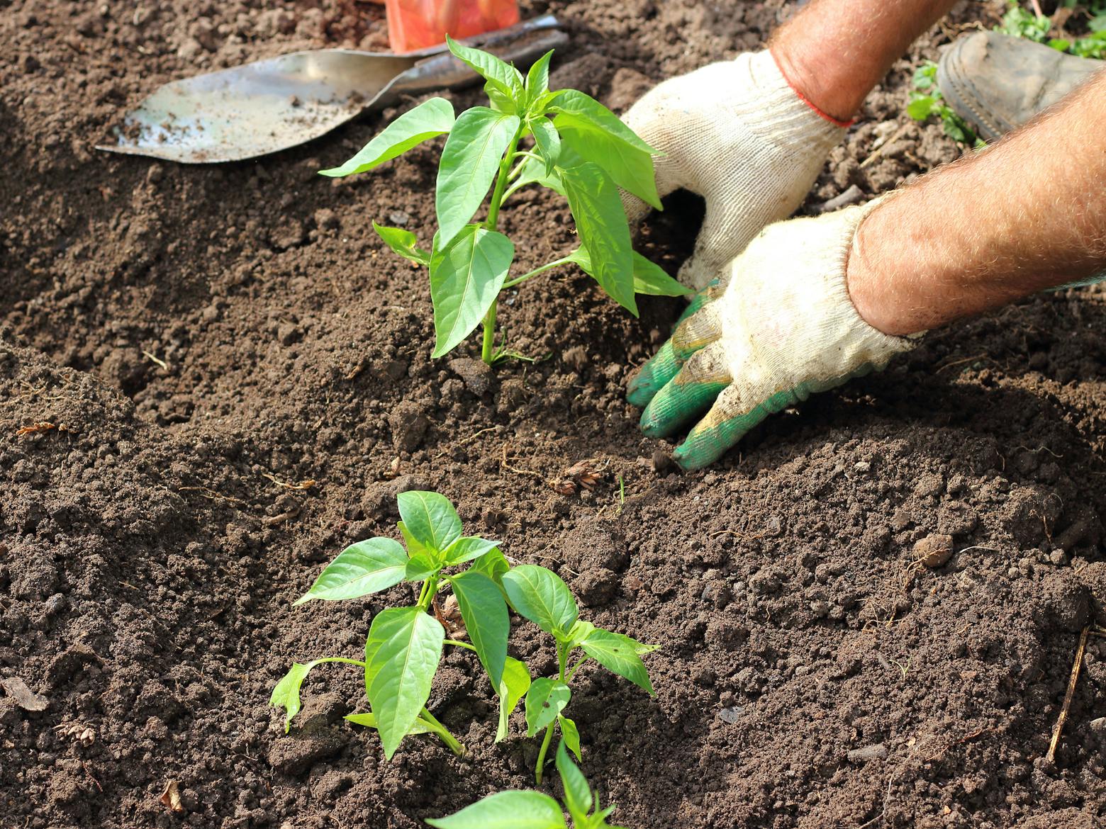 A man gardening representing Bayer losing third consecutive Roundup trial in a $330 million verdict.