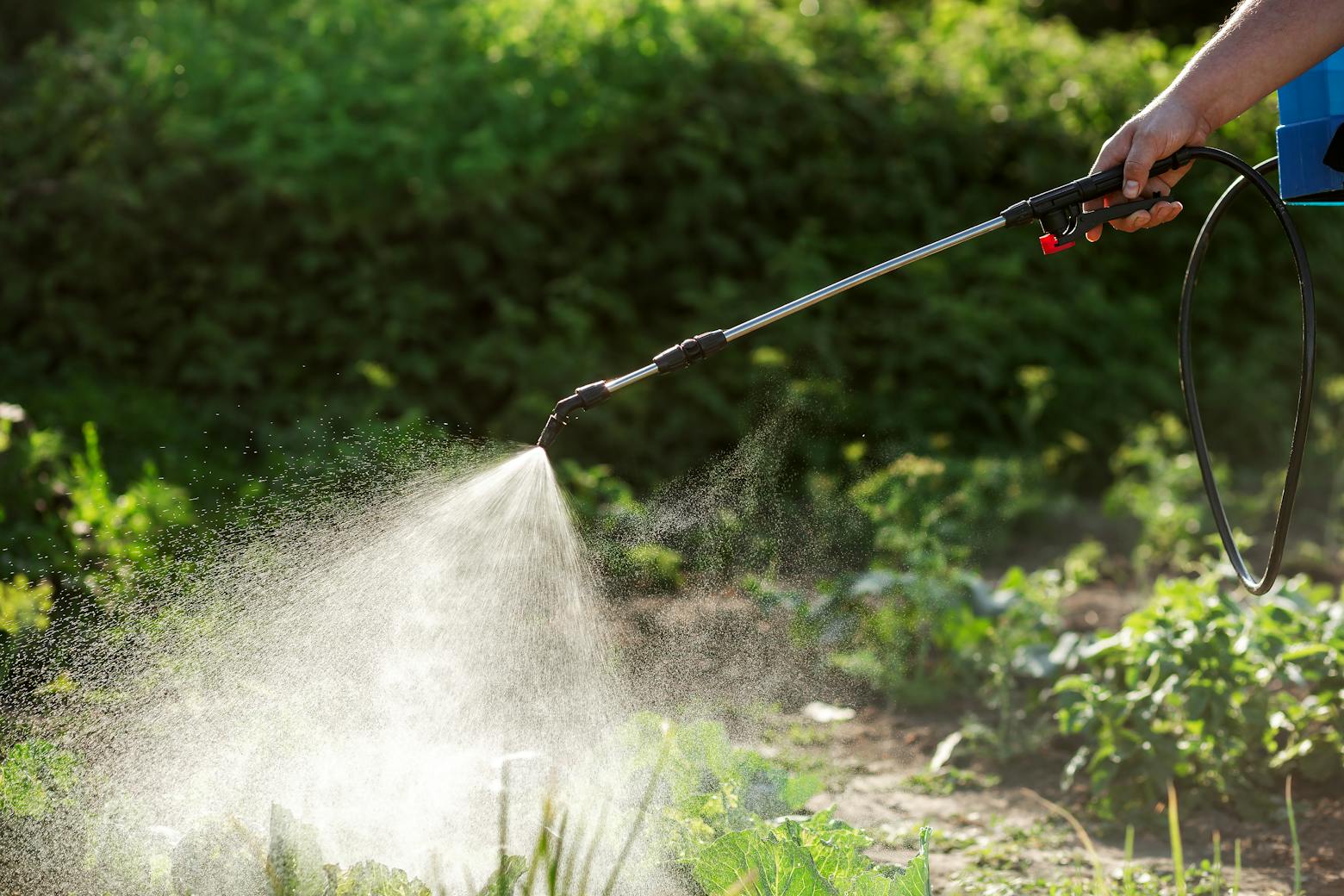 Person using weedkiller spray on plants representing Bayer seeking a reversal of a Roundup case ruling.