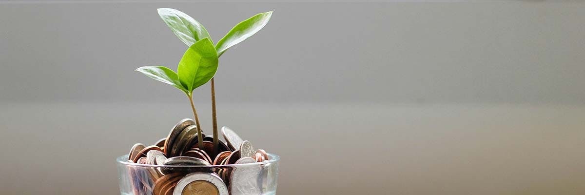 a plant grows in a pot of money. Unsplash image from micheile henderson.