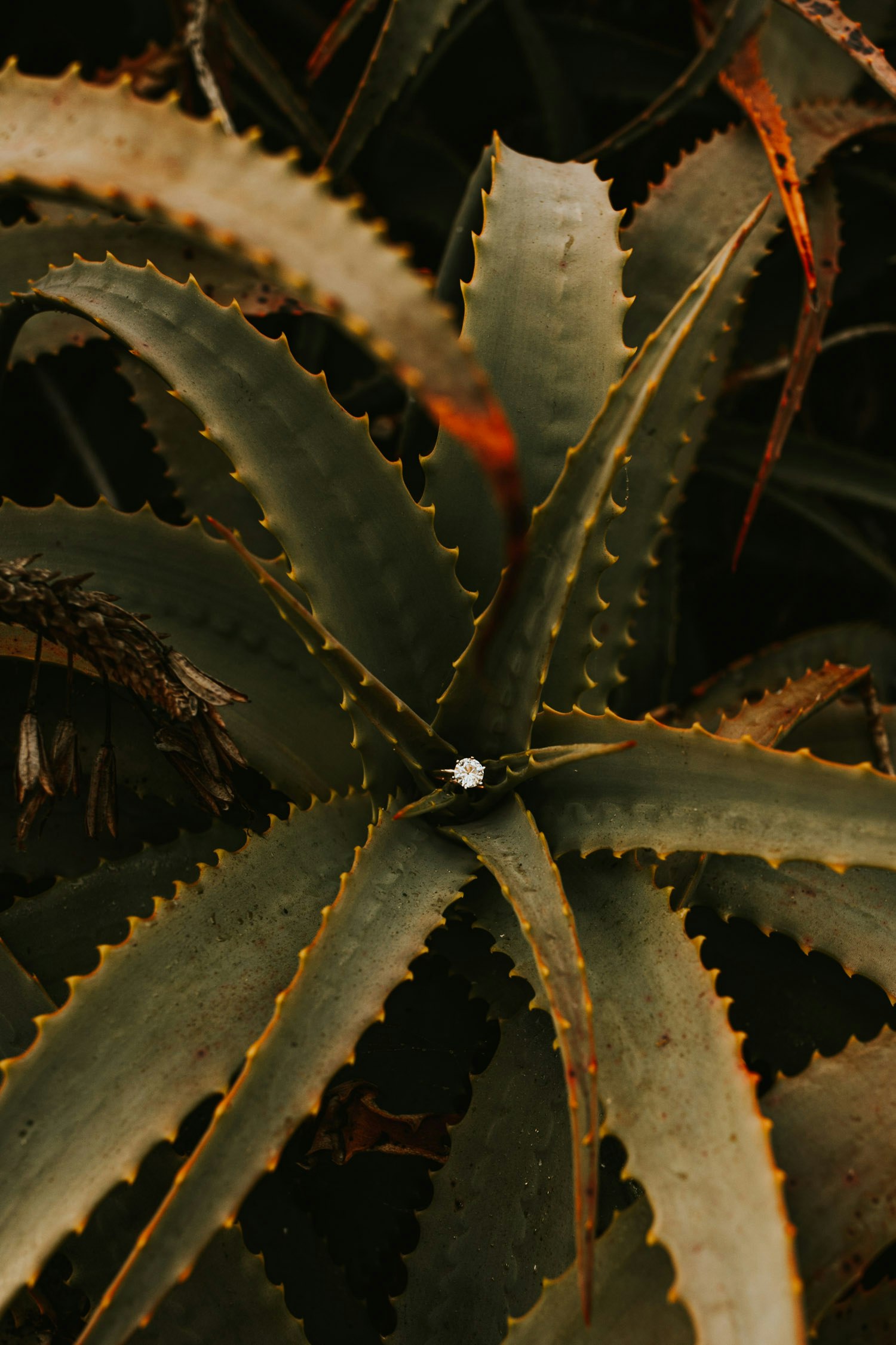 laura-collin-summer-engagement-crystalcove-2019-13