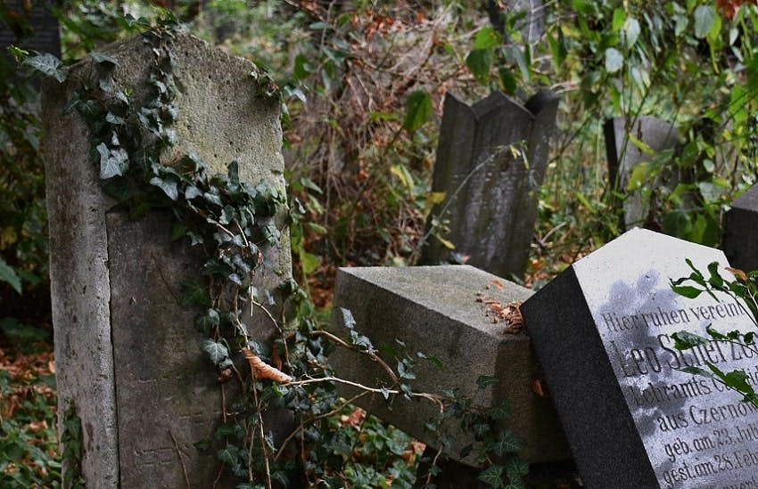 anciennes stèles avec de la lierre dans un cimetière