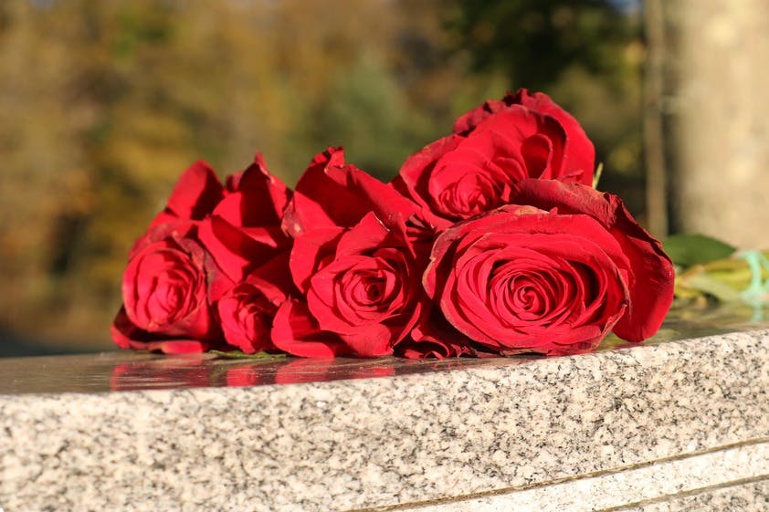 fleurs coupées, roses