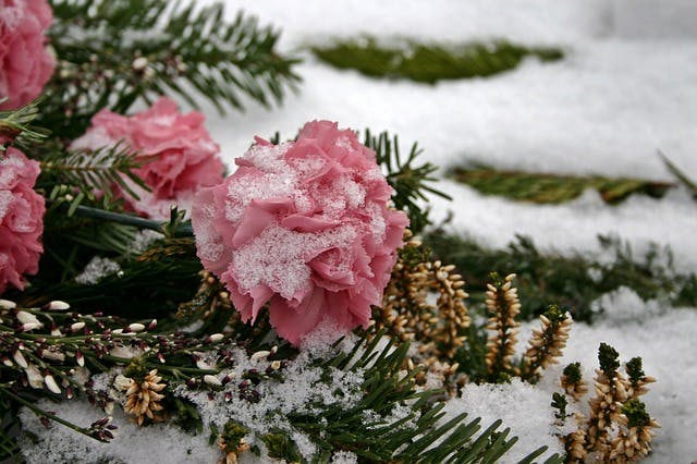 fleurs en hiver