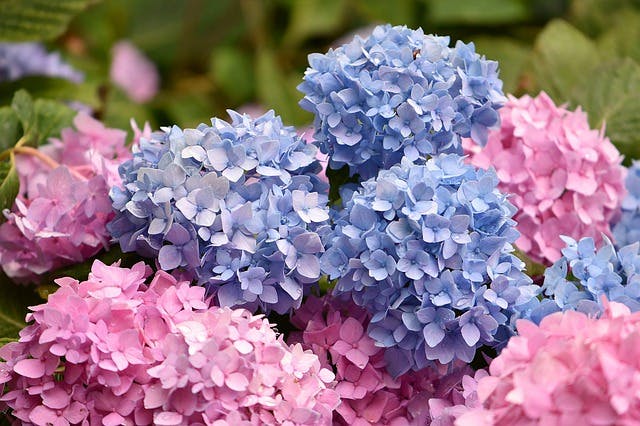 hortensia bleue et rose
