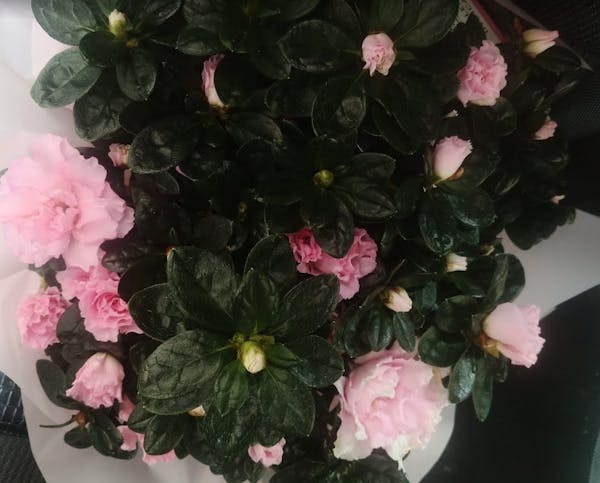 Photographie de la Pompes Funèbres Maïmir-Bazerque de Mirande
