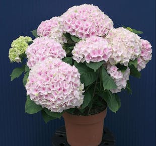 `photo de l'établissement de ${name}`