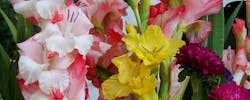 Quelle(s) couleur(s) de fleurs pour un deuil ?
