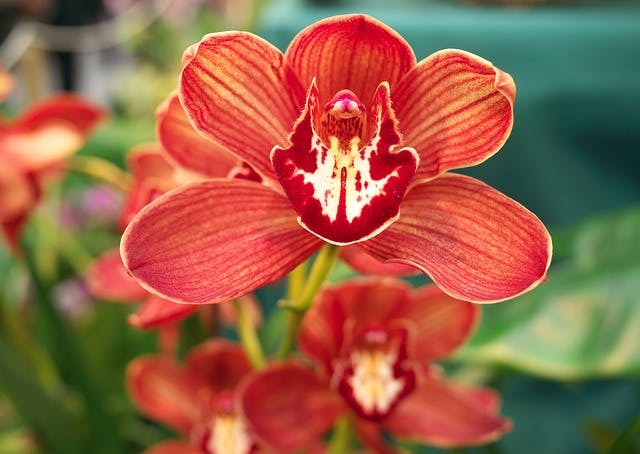 orchidée rouge