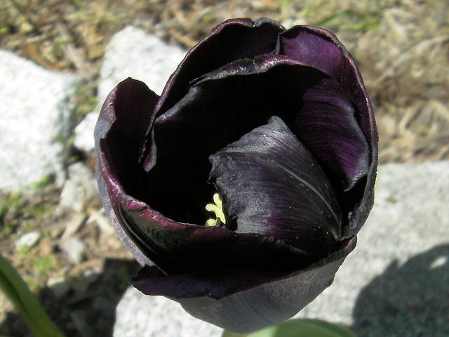 tulipe noir