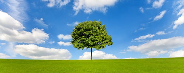 arbre dans un pré