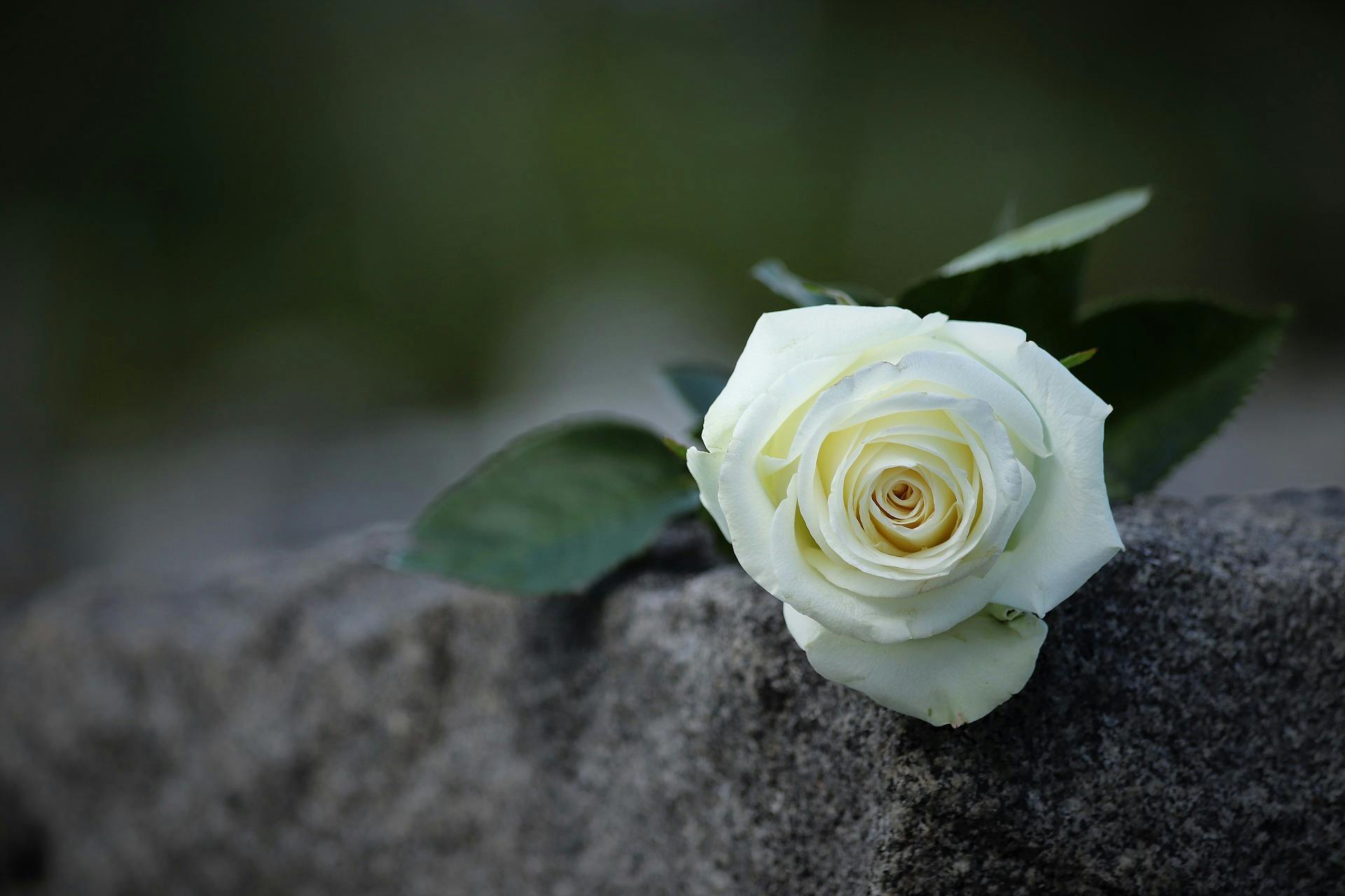 Mais au fait... les condoléances, ça correspond à quoi exactement ?