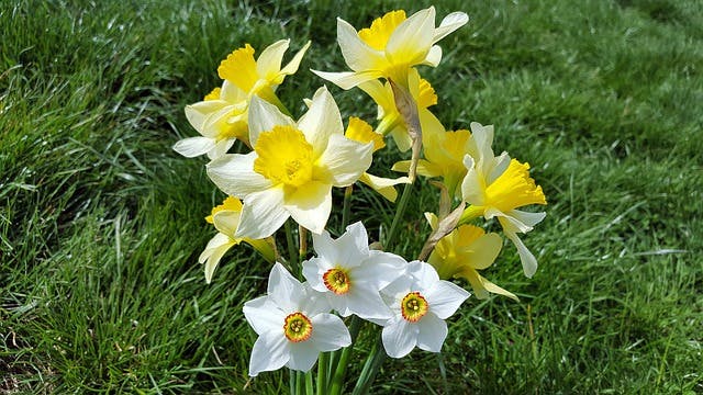 jonquille jaune et blanche