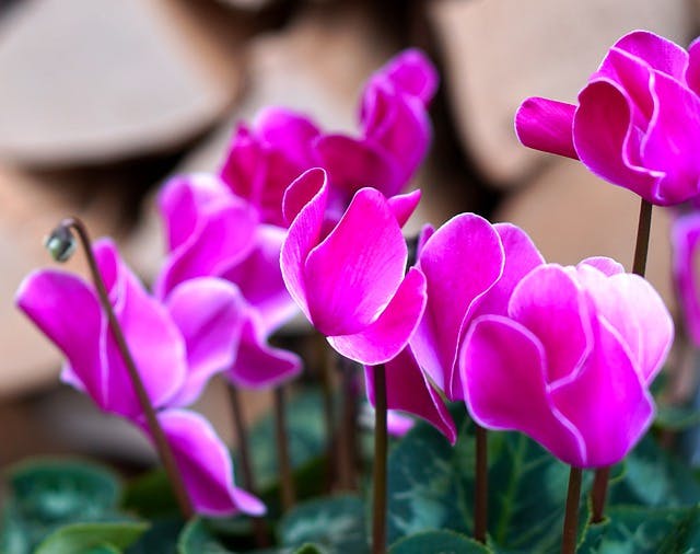 cyclamen 