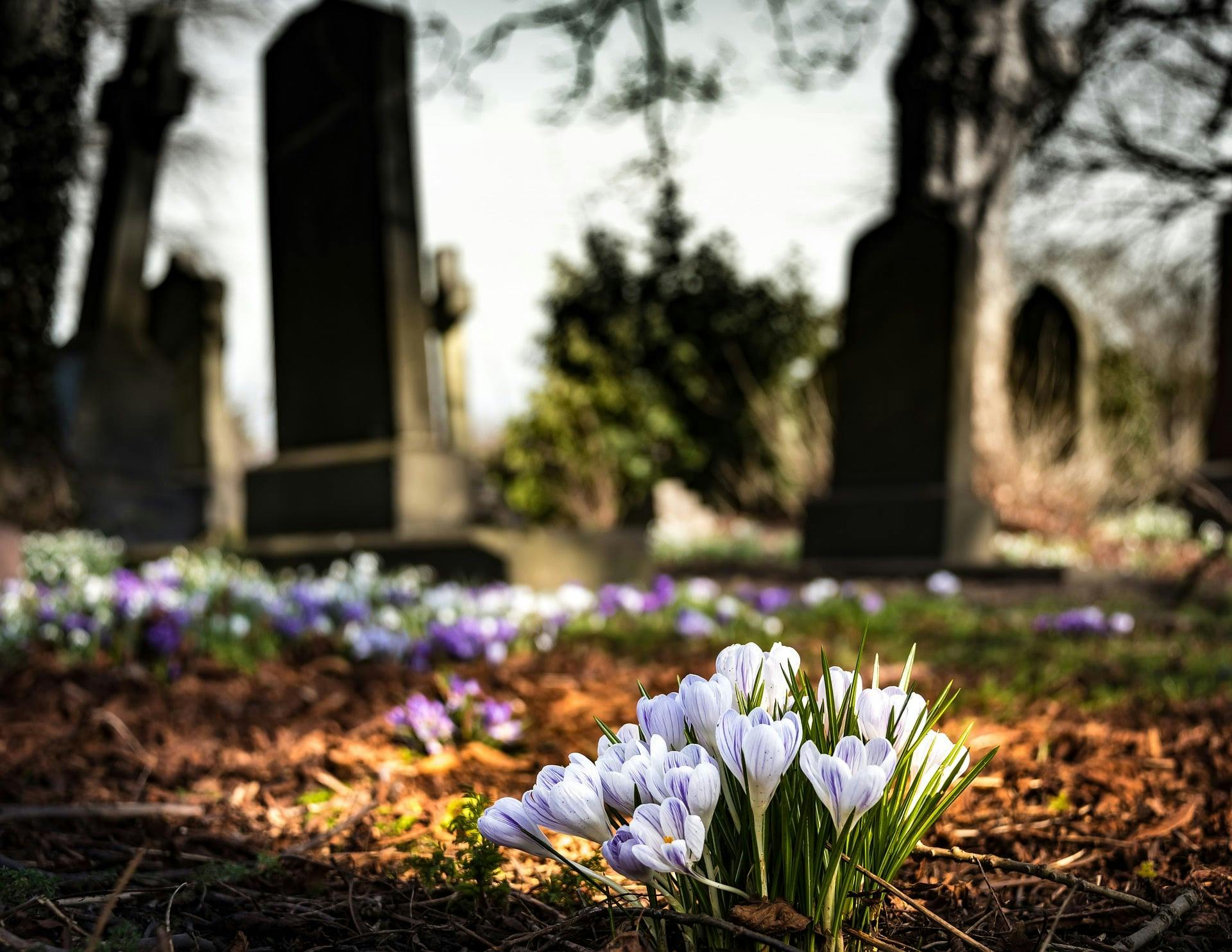 Vue sur cimetière fleuri