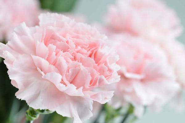 L Oeillet Fleur De Deuil Mpf