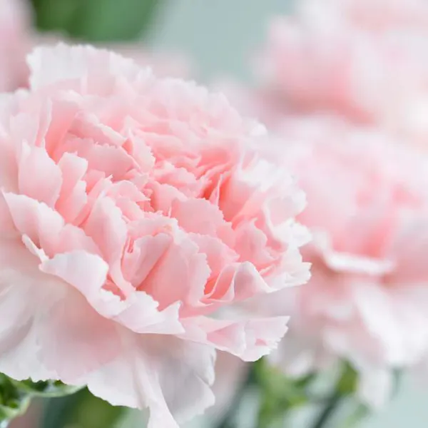 L Oeillet Fleur De Deuil Mpf L Oeillet Fleur De Deuil Mpf