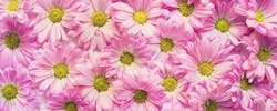 Quelles fleurs choisir pour une crémation ?