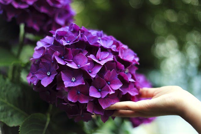 hortensia violet