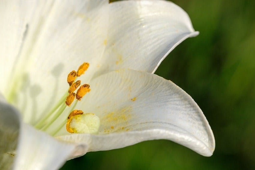 fleurs condoléances