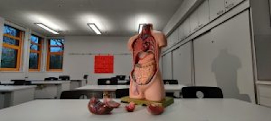 Eine Abbildung des menschlichen Körpers und der inneren Organe