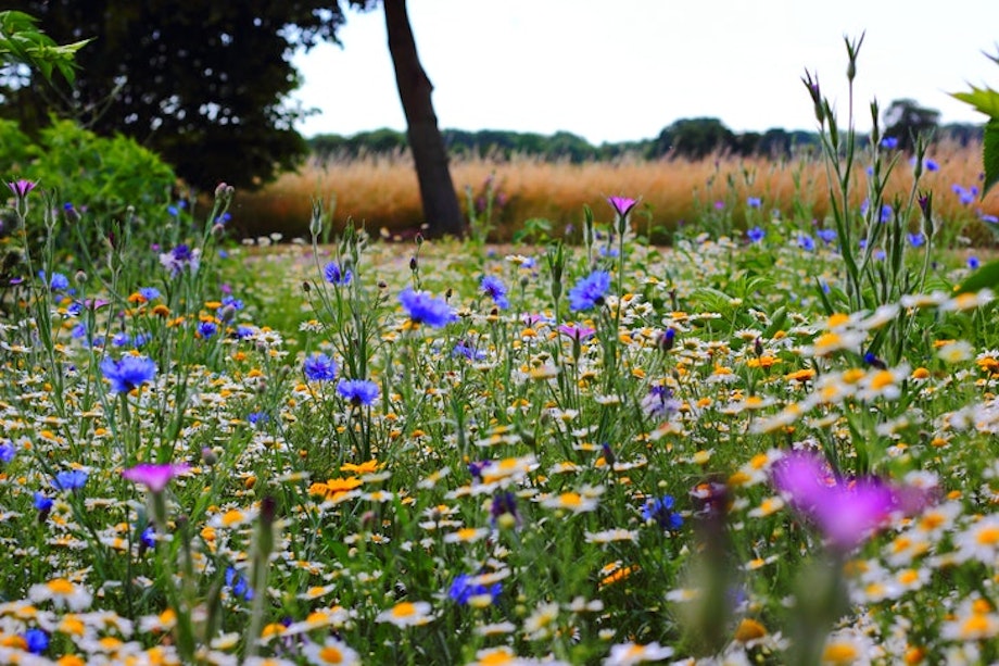 Eine blühende Blumenwiese voller Mohn und Gänseblumen.